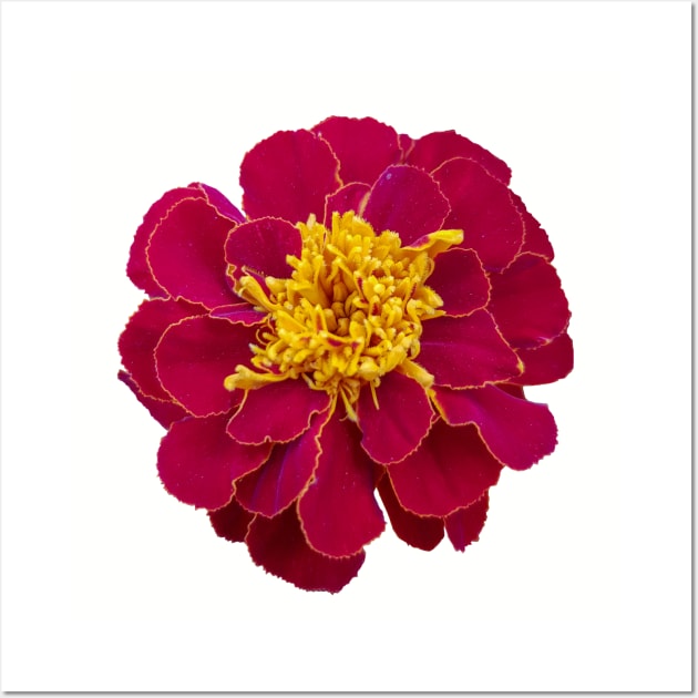 Red Marigold Floral Photo Wall Art by ellenhenryart